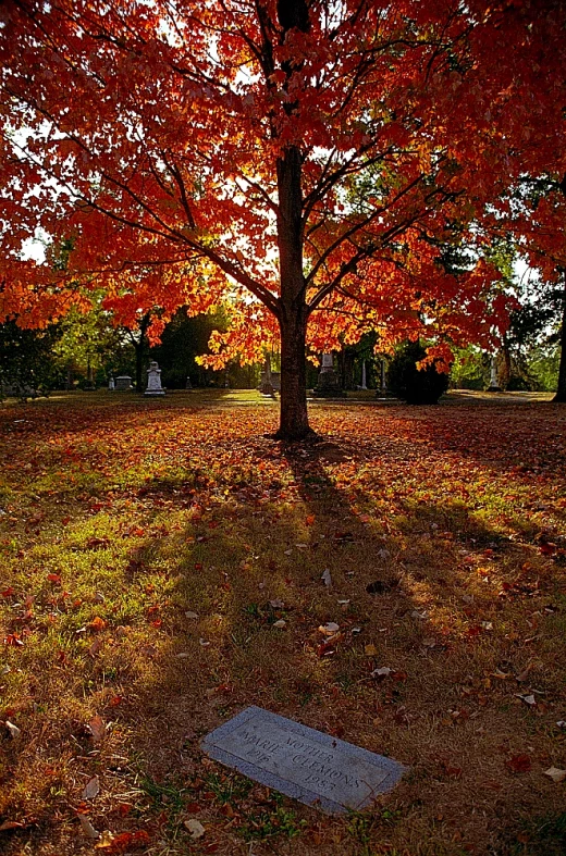 a tree in the center of an area with grass and leaves