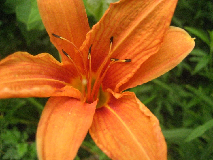 an orange flower is blooming in the garden