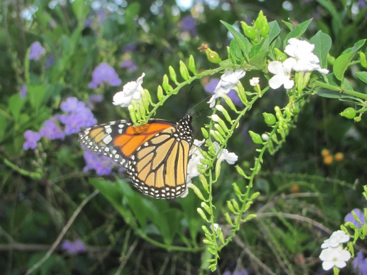 a monarch erfly that is laying on some flowers