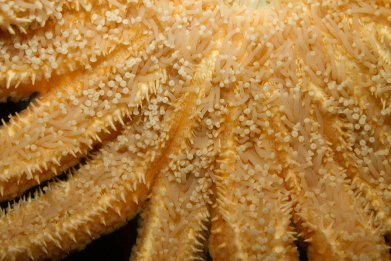 close up image of the center of a yellow and white coral