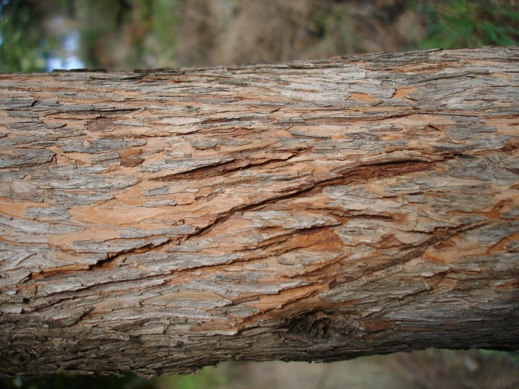 an up close view of bark on a tree trunk