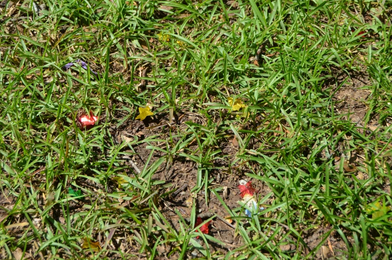 two candy bags are sticking out of some grass