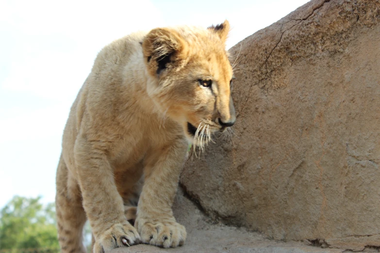 a young lion cub leaning on a boulder wall