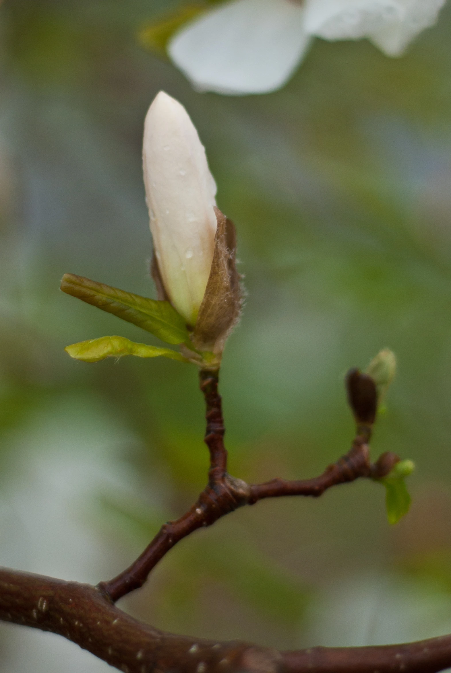 the bud and flowers are starting to open