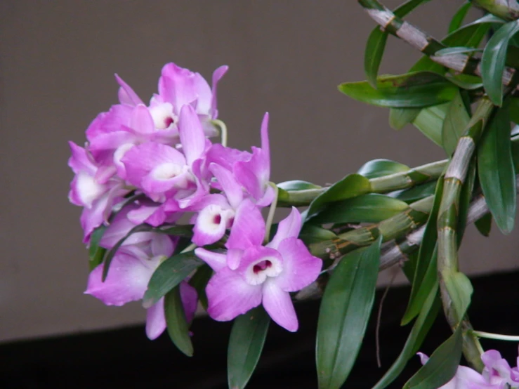 purple flowers are shown in bloom on a plant