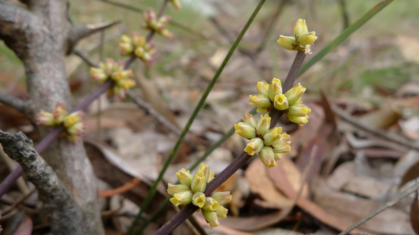 small yellow flowers sprouting out of leaves