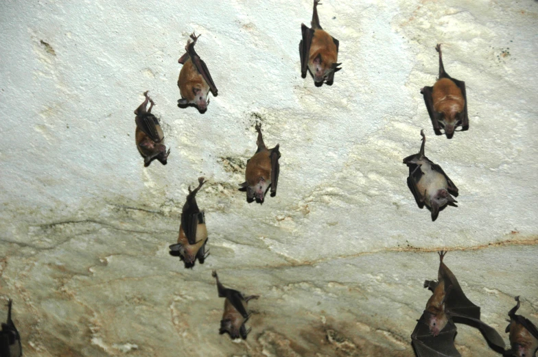 several bats on a wall are looking very evil