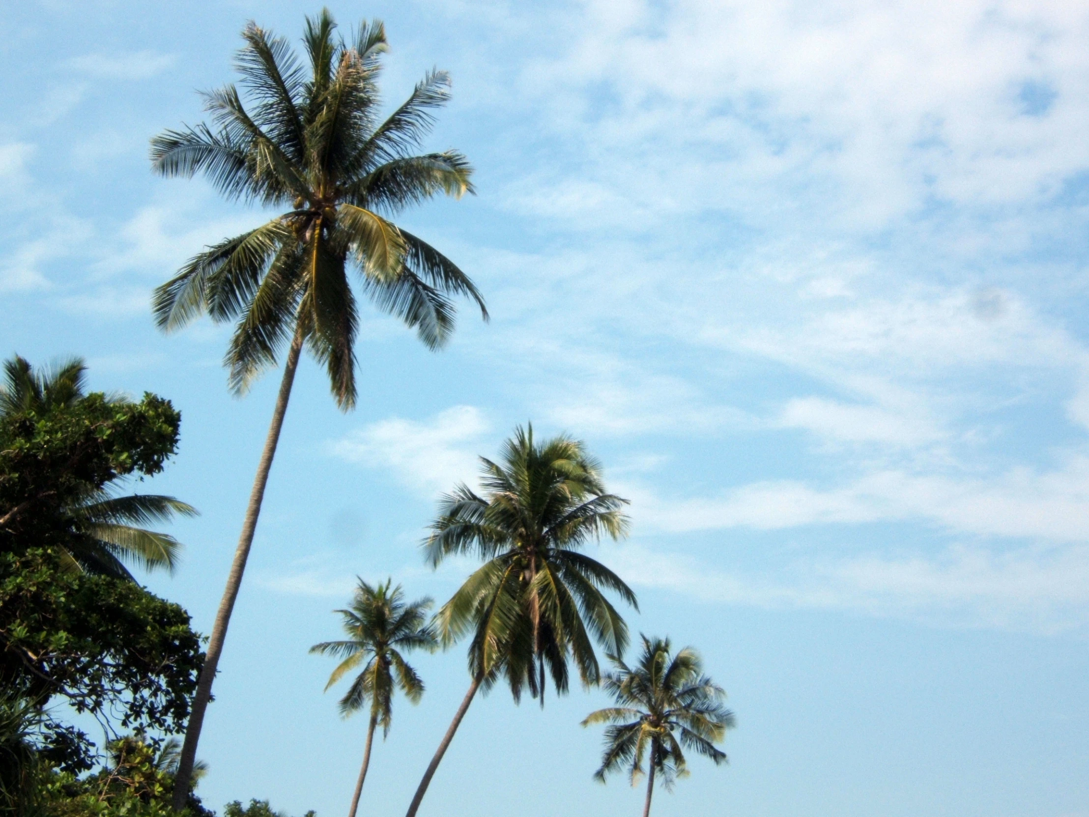 three palm trees are shown against a blue sky