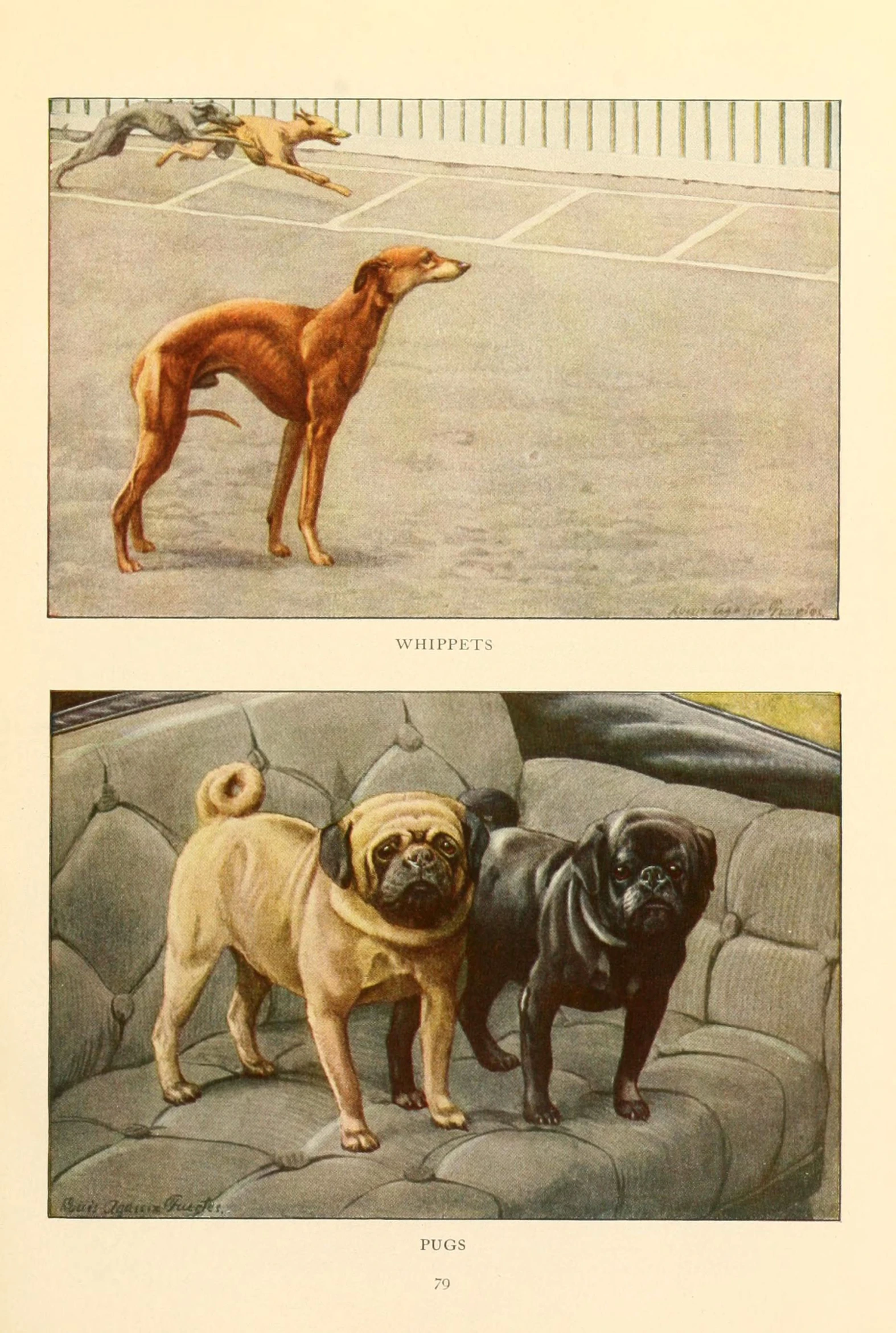 a drawing of a dog and a pug with one looking back at the camera