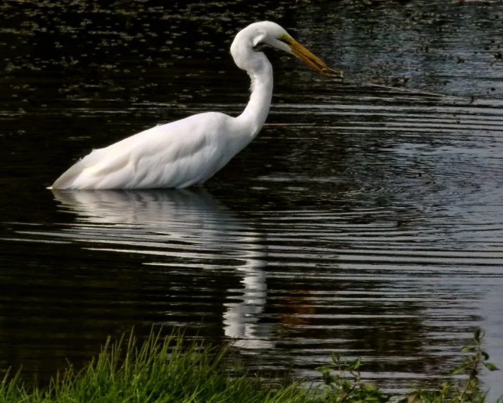 the bird is swimming alone in the water