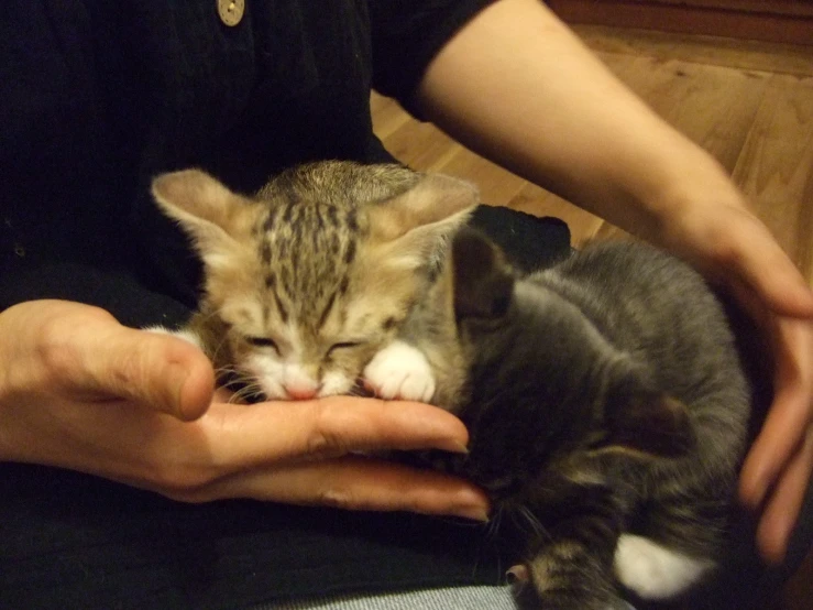 a person is holding two kittens with their hands