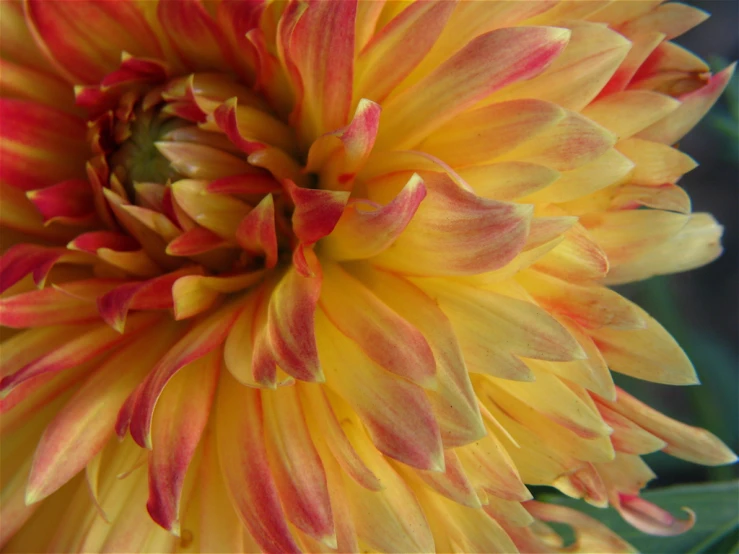 closeup pograph of large flower that has several colors