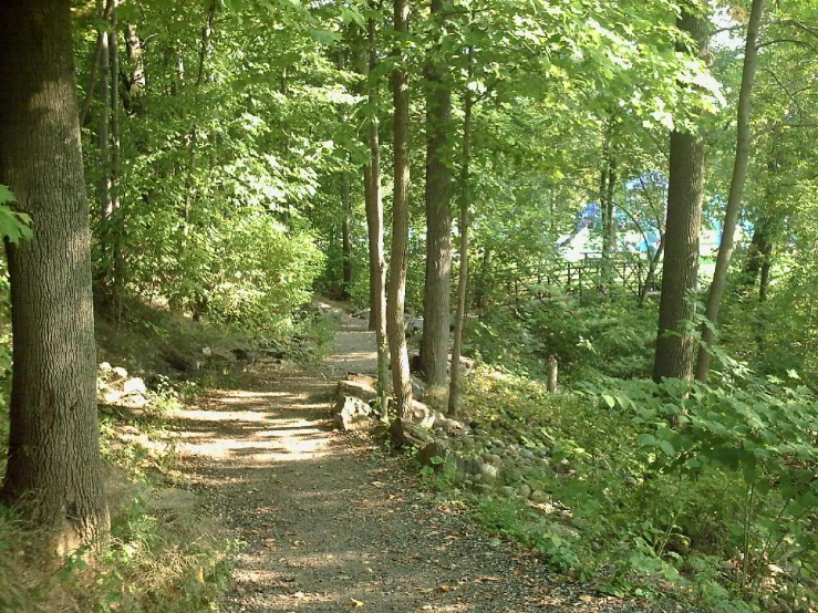 there is a small trail that has been built around trees