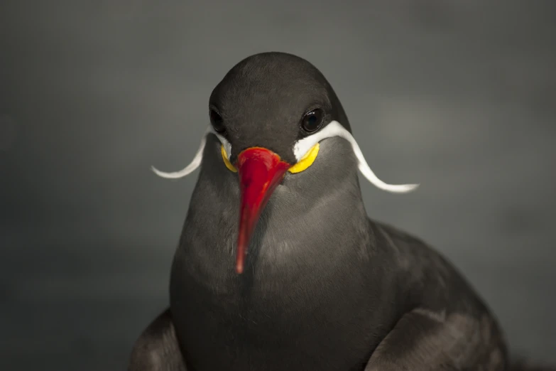 a black bird with white white and red beak and long nose