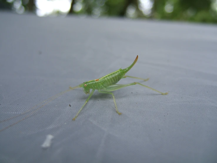 a grasshopper is perched on a white cloth