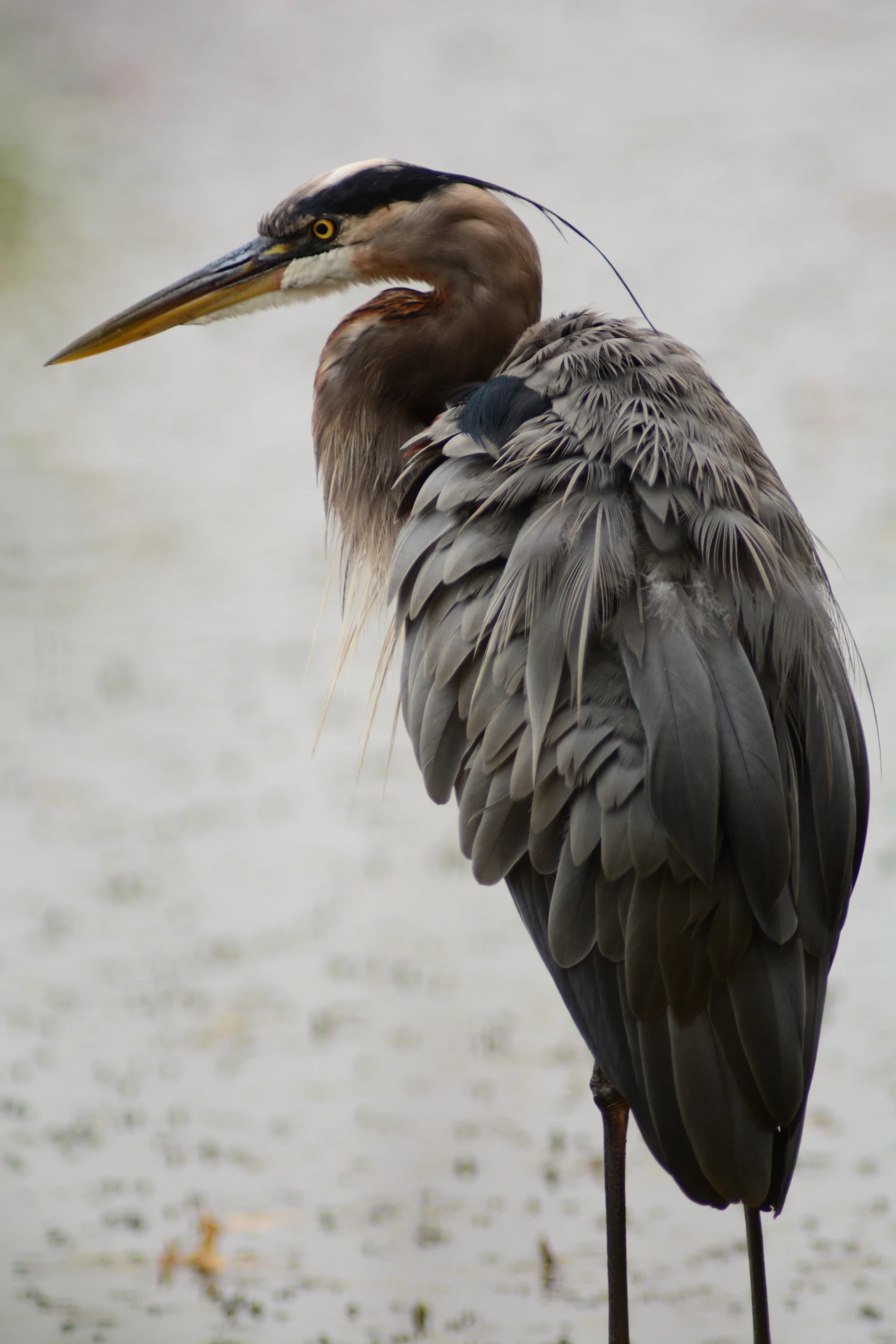 an extreme closeup of a bird with a long beak