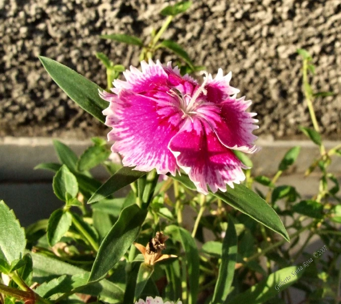 a pink flower sitting on top of a lush green field