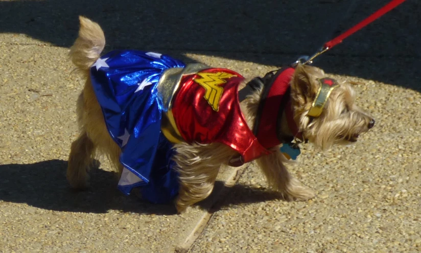 a dog in a cape and some ear muffs