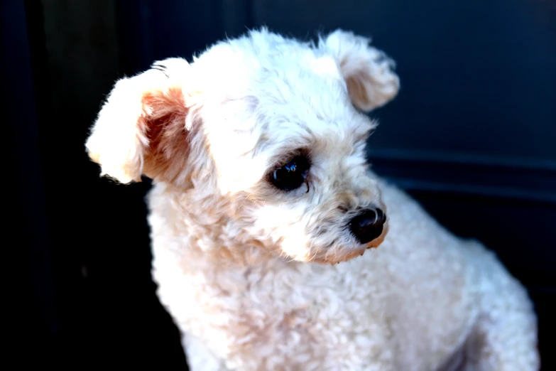 a white fluffy dog sitting in front of a door