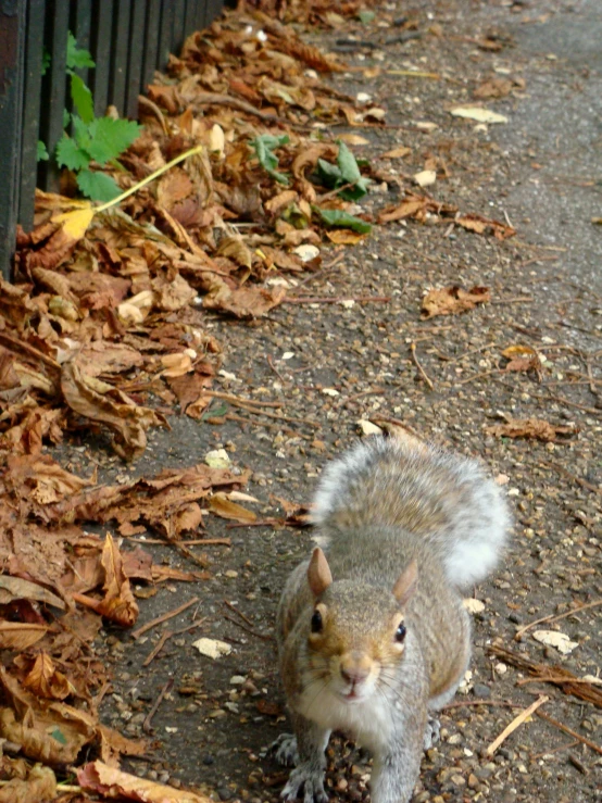 a squirrel on a road with leaves around it