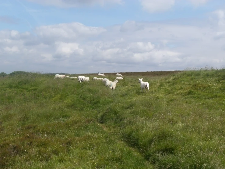 sheep are grazing on a grassy hill