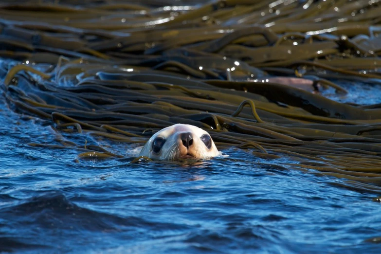 a seal swimming in a body of water next to a boat
