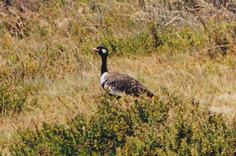 there is a bird in the middle of the field