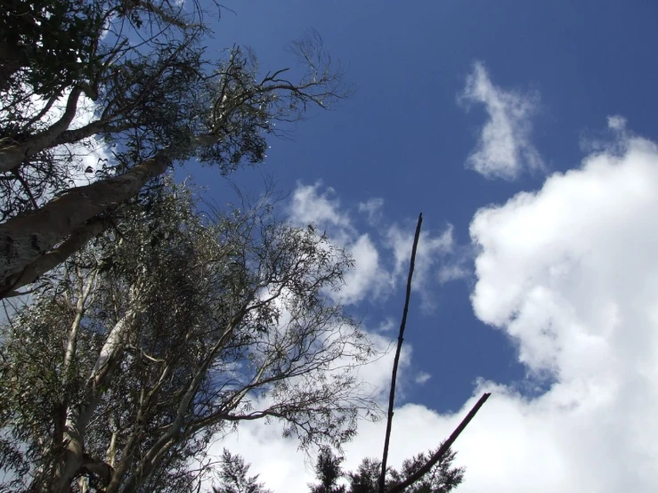 trees and leaves blowing in the wind with clouds overhead