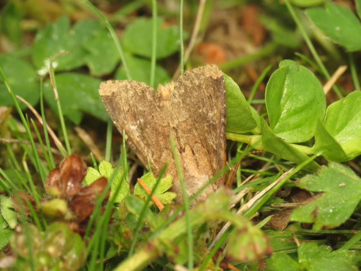 small, worn piece of wood sitting in a field