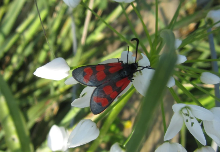 the red and black insect is standing on the white flowers