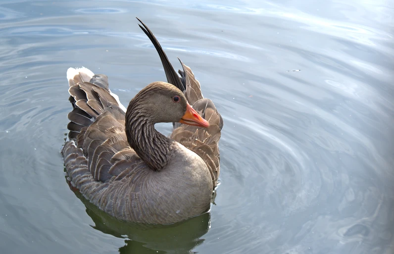 an adult duck floats in a lake of water