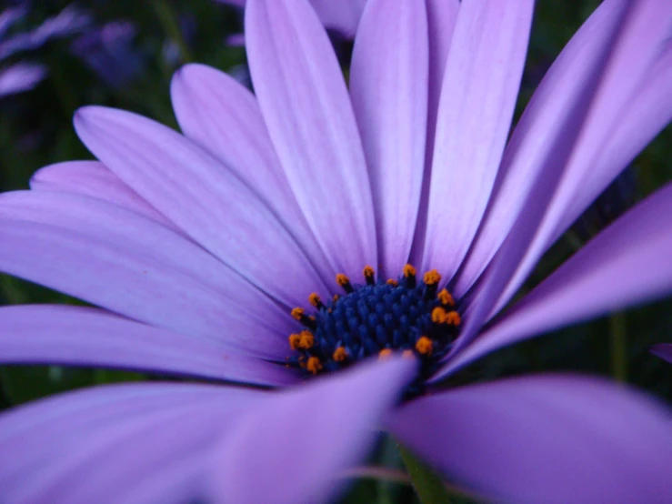 a purple flower with orange stamens in the center