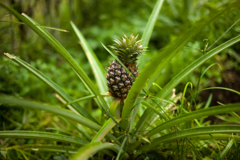 a pine cone in the middle of a field