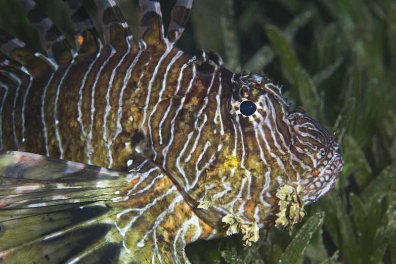 a lion fish sitting in a grass filled area