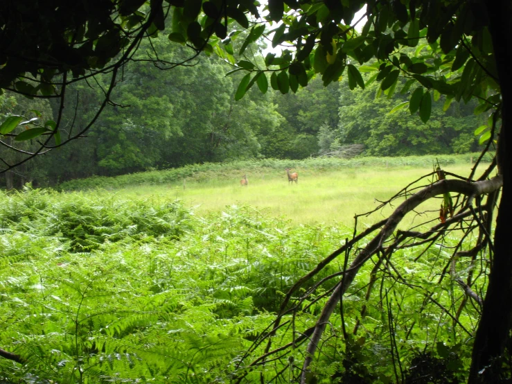 a large field full of green grass surrounded by trees