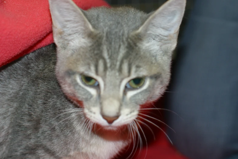 a grey cat laying in front of a couch