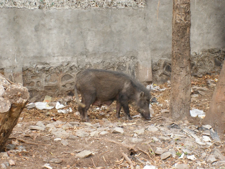there is a pig that is walking around outside