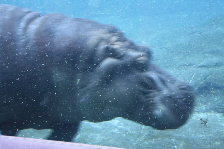 a large animal in an enclosure by some water