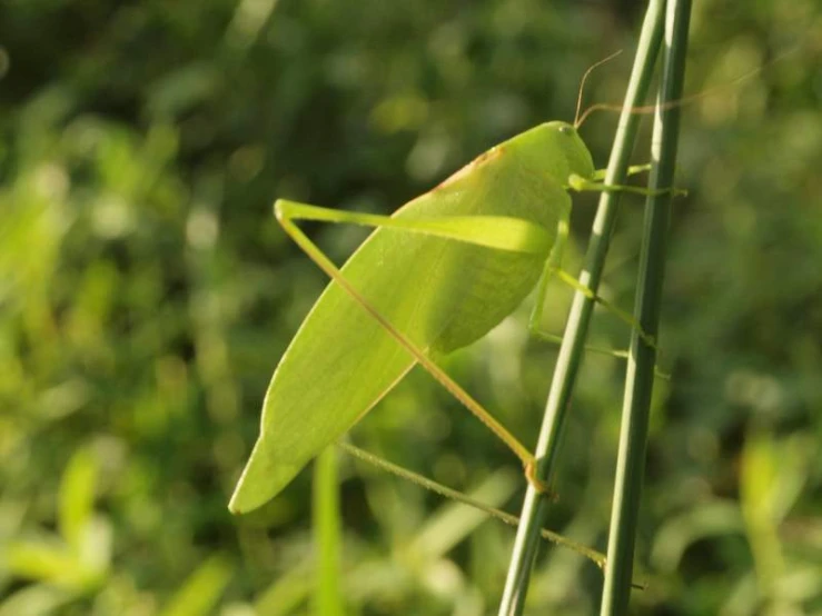 a praying bug that is on a plant in the sun