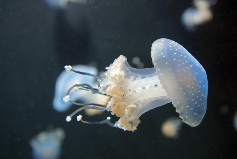 a jellyfish with some kind of white tentacles