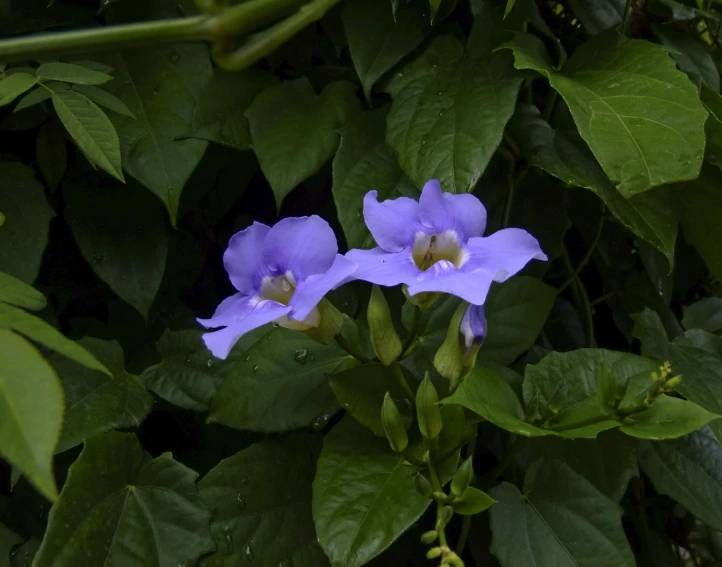 purple flowers with green leaves near the ground