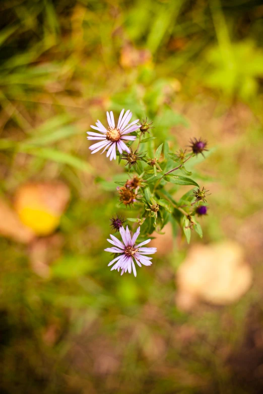 a field with a cluster of purple flowers in it