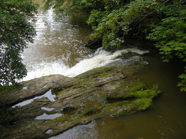 a river surrounded by lush green trees and grass