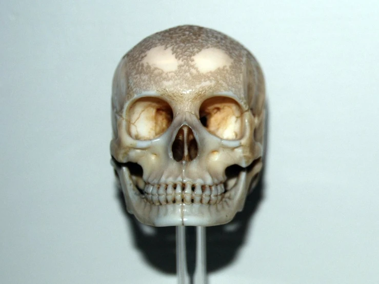a waxed up skull with an odd toothpick in it