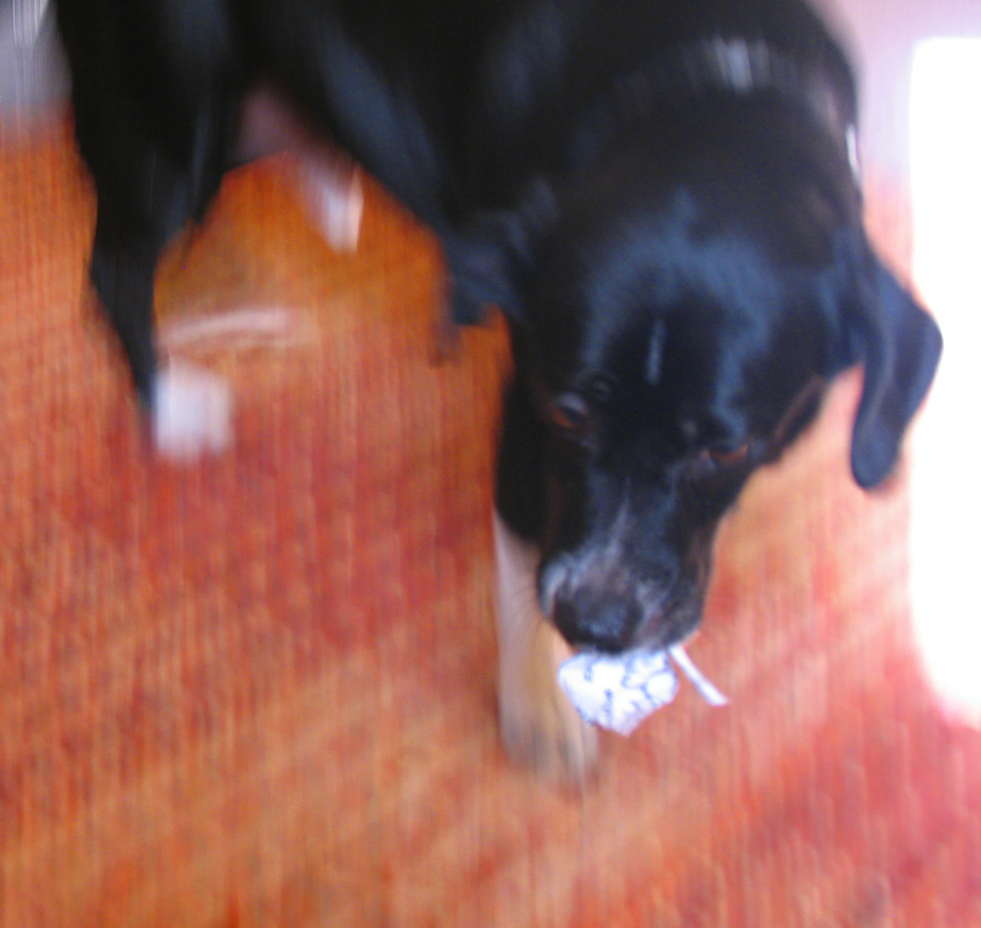 a black dog with a stick in its mouth standing on a hardwood floor