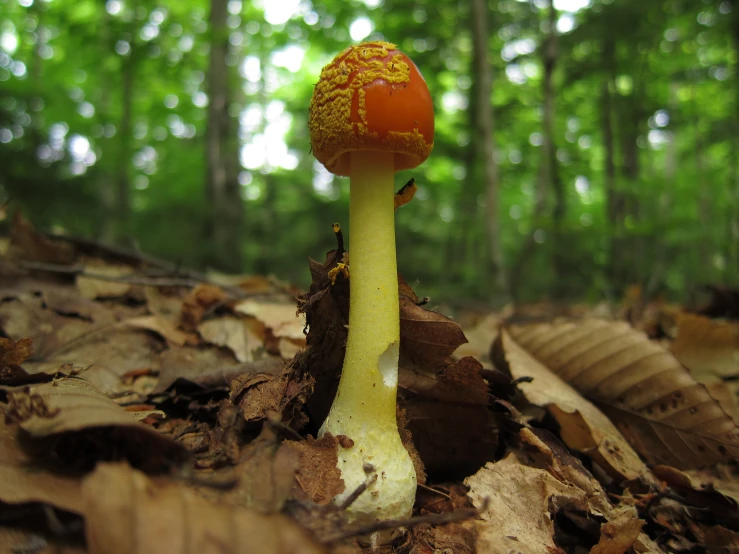 small mushroom with yellow stipping on the ground in the woods