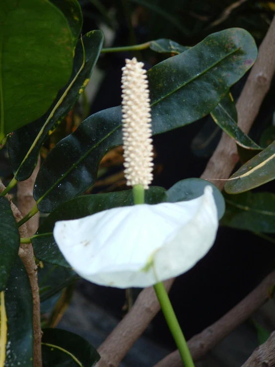 white flower with long stemmed in front of large leafy leaves