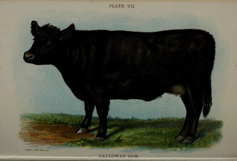 an old engraving of a black cow in the grass