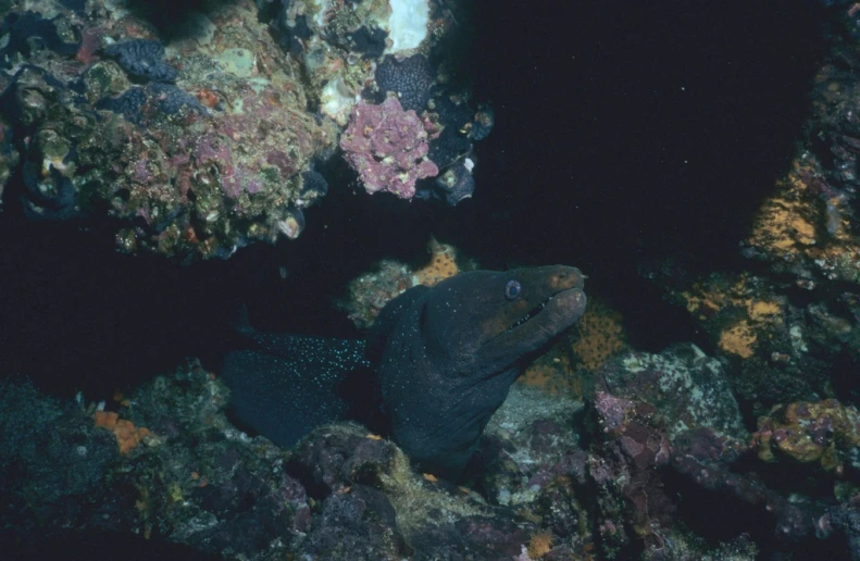 the black puffer fish is lying on a colorful coral