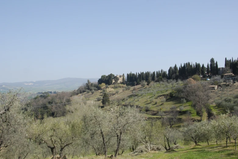 an olive grove on a hill in the country